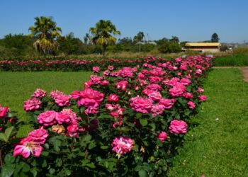 Rosales: cuál es la distancia de plantación recomendada