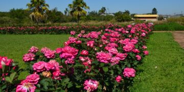 Rosales: cuál es la distancia de plantación recomendada