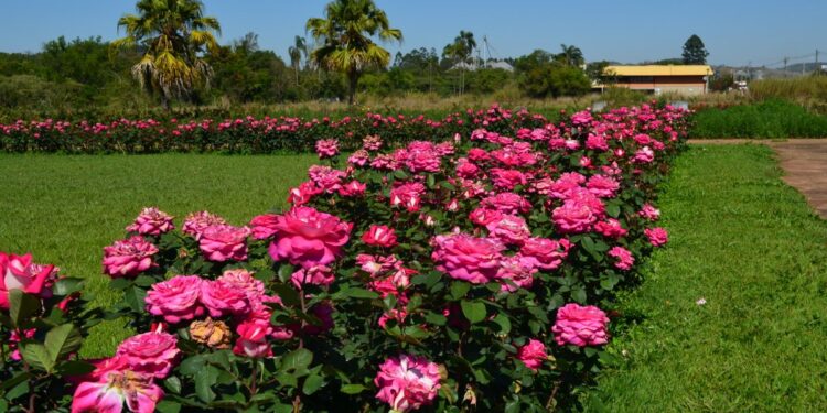 Rosales: cuál es la distancia de plantación recomendada