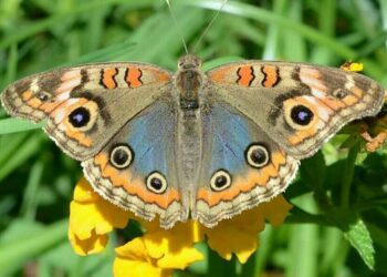 La migración de la mariposa pavo real invade de colores Buenos Aires