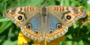 La migración de la mariposa pavo real invade de colores Buenos Aires
