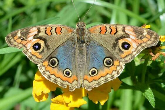La migración de la mariposa pavo real invade de colores Buenos Aires