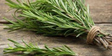 Paso a paso: cómo reproducir romero mediante gajos