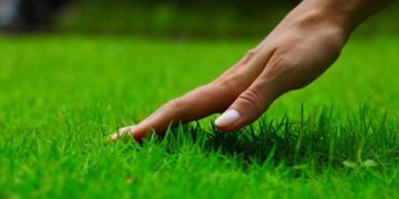 Guía práctica para cuidar el césped en esta época