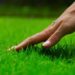 Guía práctica para cuidar el césped en esta época