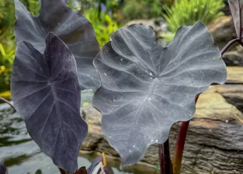 Ficha botánica: Colocasia Black Magic, la planta con hojas negras más original para tener en casa