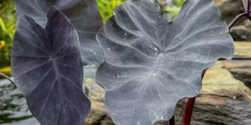 Ficha botánica: Colocasia Black Magic, la planta con hojas negras más original para tener en casa