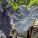 Ficha botánica: Colocasia Black Magic, la planta con hojas negras más original para tener en casa