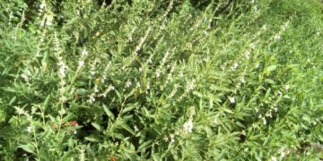 Ficha botánica: Salvia pallida (blanca), la planta nativa fácil de cuidar
