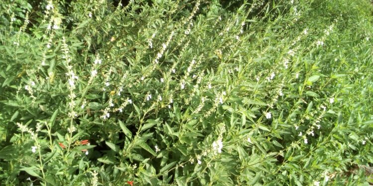 Ficha botánica: Salvia pallida (blanca), la planta nativa fácil de cuidar