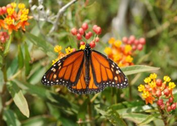 Ficha botánica: Asclepias curassavica, la planta de exterior que atrae mariposas monarcas