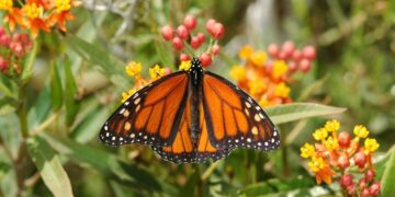 Ficha botánica: Asclepias curassavica, la planta de exterior que atrae mariposas monarcas