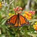 Ficha botánica: Asclepias curassavica, la planta de exterior que atrae mariposas monarcas