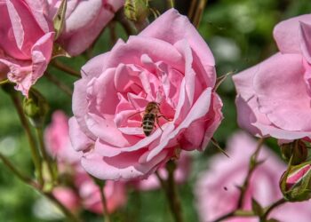 Curiosidad: cómo saber si mi rosa fue polinizada by Connie Moreno Quintana