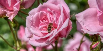 Curiosidad: cómo saber si mi rosa fue polinizada by Connie Moreno Quintana