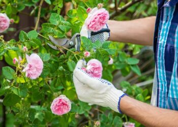 El truco para podar las rosas y tener una floración más abundante