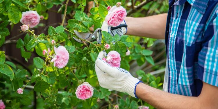 El truco para podar las rosas y tener una floración más abundante