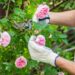 El truco para podar las rosas y tener una floración más abundante