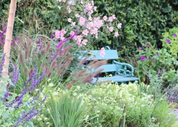 Plantas y flores que no podés dejar de tener en tu jardín en otoño