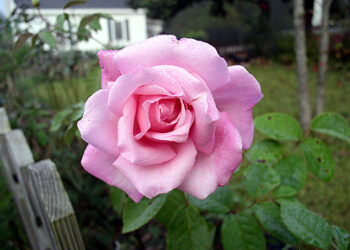 Ficha botánica: rosal Maman Cochet, una rosa de té de color rosa y muy perfumada