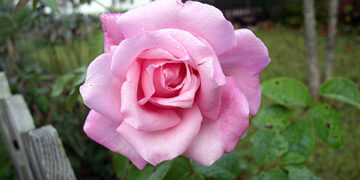 Ficha botánica: rosal Maman Cochet, una rosa de té de color rosa y muy perfumada