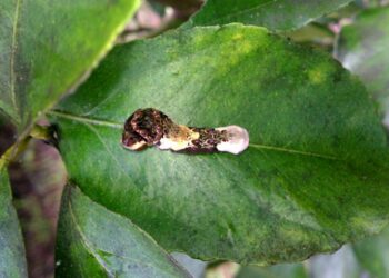 Oruga del limonero: como identificar si el gusano que se come tus plantas es mariposa