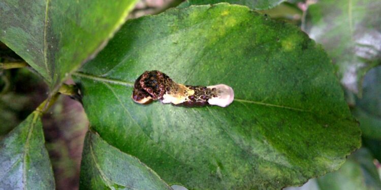 Oruga del limonero: como identificar si el gusano que se come tus plantas es mariposa