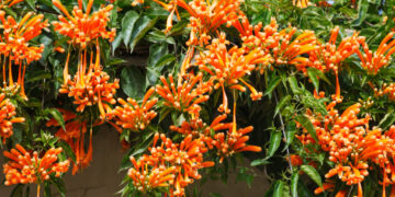 Ficha botánica: Flor de San Juan (Pyrostegia venusta), la trepadora que florece en invierno