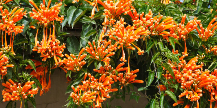Ficha botánica: Flor de San Juan (Pyrostegia venusta), la trepadora que florece en invierno