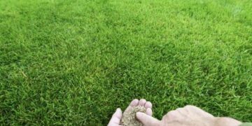 Resiembra de invierno: 8 consejos para tener éxito con el césped