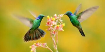 Colibríes: cuáles son las mejores flores para atraerlos