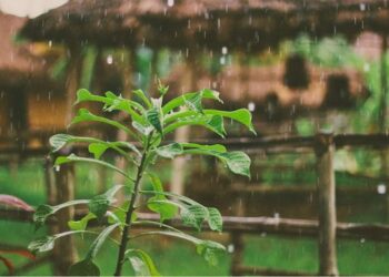 5 beneficios de regar tus plantas con agua de lluvia