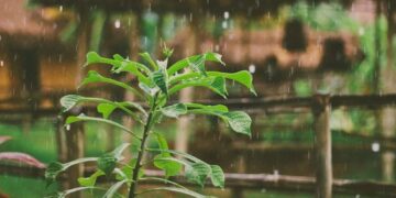 5 beneficios de regar tus plantas con agua de lluvia