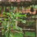 5 beneficios de regar tus plantas con agua de lluvia