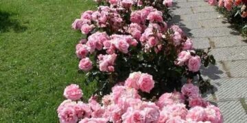 ¿Se pueden cambiar los rosales de lugar? Tips de Connie Moreno Quintana