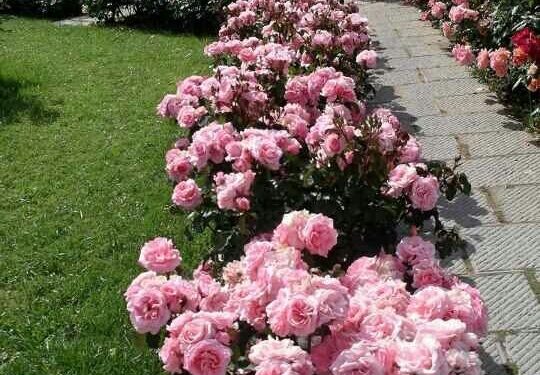 ¿Se pueden cambiar los rosales de lugar? Tips de Connie Moreno Quintana