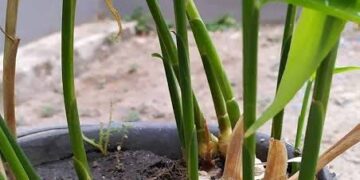 Cómo cultivar cúrcuma en maceta y aprovechar todos sus beneficios