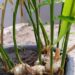 Cómo cultivar cúrcuma en maceta y aprovechar todos sus beneficios
