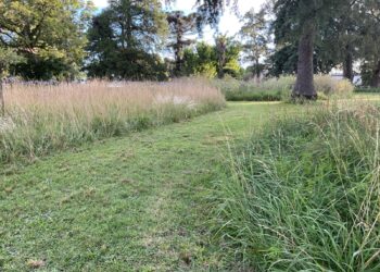 Conocemos las tendencias de jardines naturalistas: praderas y pastizales