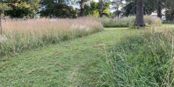 Conocemos las tendencias de jardines naturalistas: praderas y pastizales