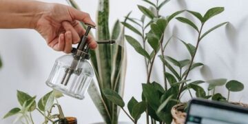 Cambio de estación: tips para cuidar tus plantas de interior