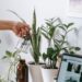 Cambio de estación: tips para cuidar tus plantas de interior