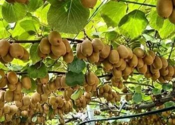 Llegó el turno del kiwi agroecológico: Ensayan la convivencia de ese cultivo con otras plantas y hasta con animales menores