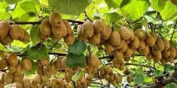 Llegó el turno del kiwi agroecológico: Ensayan la convivencia de ese cultivo con otras plantas y hasta con animales menores