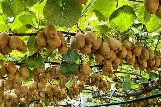 Llegó el turno del kiwi agroecológico: Ensayan la convivencia de ese cultivo con otras plantas y hasta con animales menores