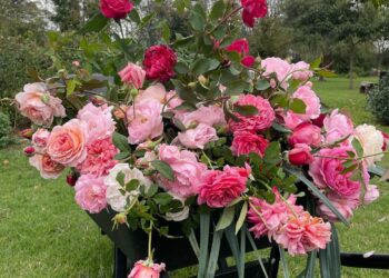 Rosas: cuál es el mes ideal para trasplantarlas