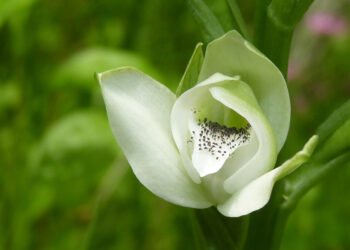 Ficha botánica: Orquídea de Talar (Chloraea membranacea), la planta nativa declarada flor emblema de la Ciudad Autónoma de Buenos Aires