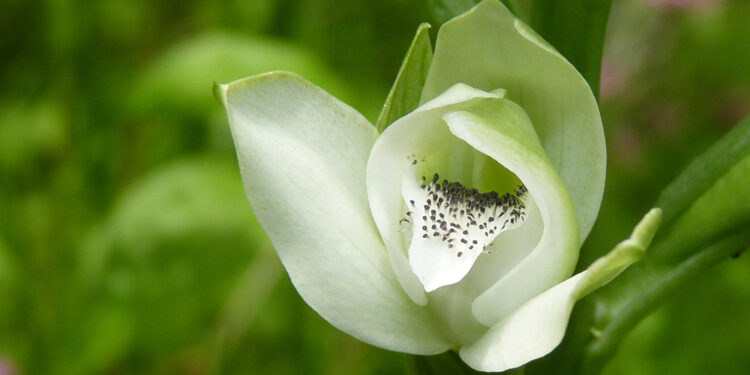 Ficha botánica: Orquídea de Talar (Chloraea membranacea), la planta nativa declarada flor emblema de la Ciudad Autónoma de Buenos Aires