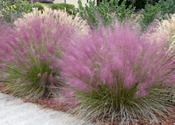 Ficha botánica: Muhlenbergia Capillaris, la planta para sumar color y delicadeza a tu jardín en otoño