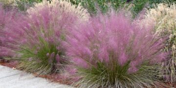 Ficha botánica: Muhlenbergia Capillaris, la planta para sumar color y delicadeza a tu jardín en otoño